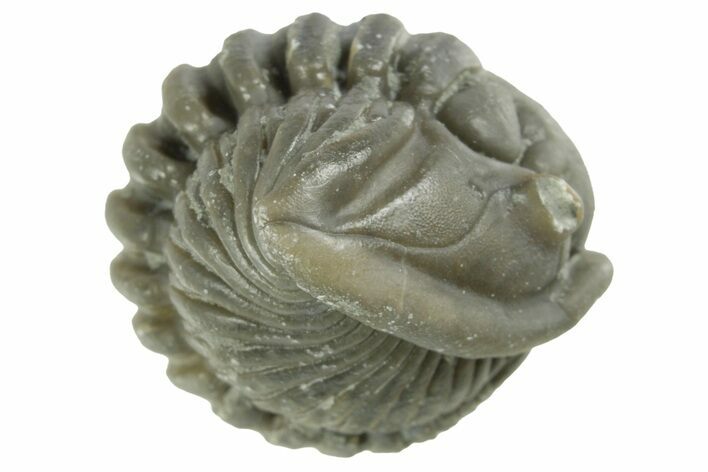 Wide Enrolled Flexicalymene Trilobite - Mt Orab, Ohio #380283